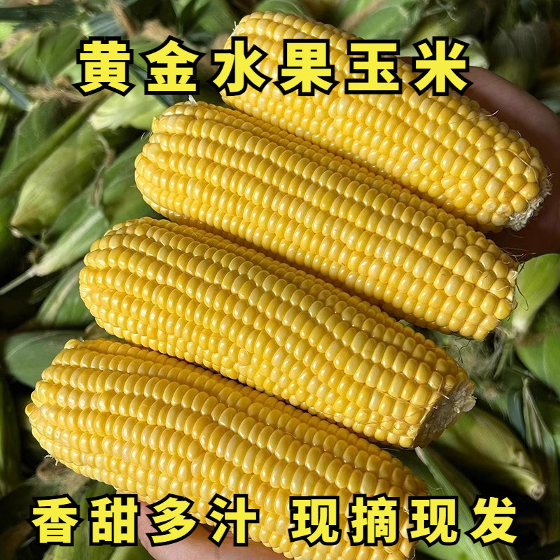 现摘黄金水果玉米10斤新鲜脆甜爆浆广西带皮苞谷玉米棒子非转基因