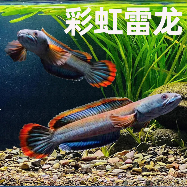 南鳢七彩雷龙鱼观赏鱼冷水鱼龙鱼凶猛彩虹雷龙淡水活体雷龙鱼包邮