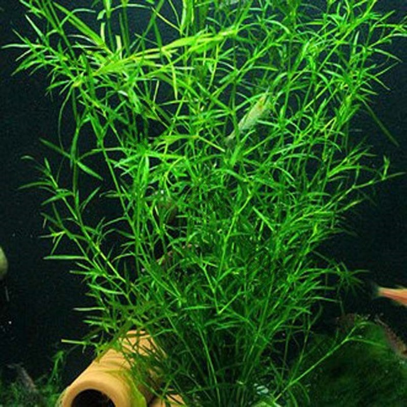 印度小竹节草水草蜈蚣草金鱼草鱼缸造景虾缸草缸阴性草懒人草