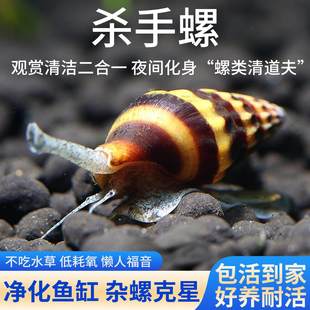 杀手螺除藻除杂螺吃涡虫观赏螺苹 果螺黑金刚彩蛋螺蜗牛螺好养耐