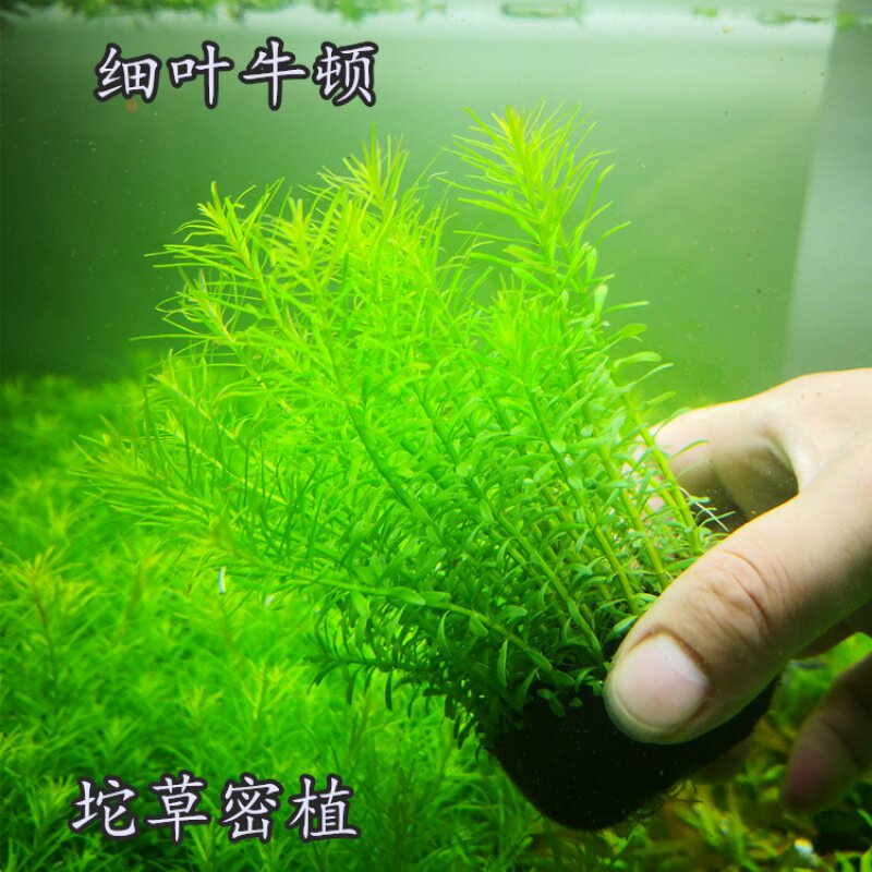 淡水鱼缸活体懒人造景水草中后景坨草细叶牛顿百叶草水下叶入门