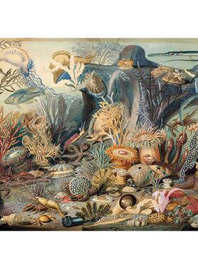 海洋生物 1000片拼图 文创周边 Peter Pauper Press 英文原版 Puzzle Ocean Life