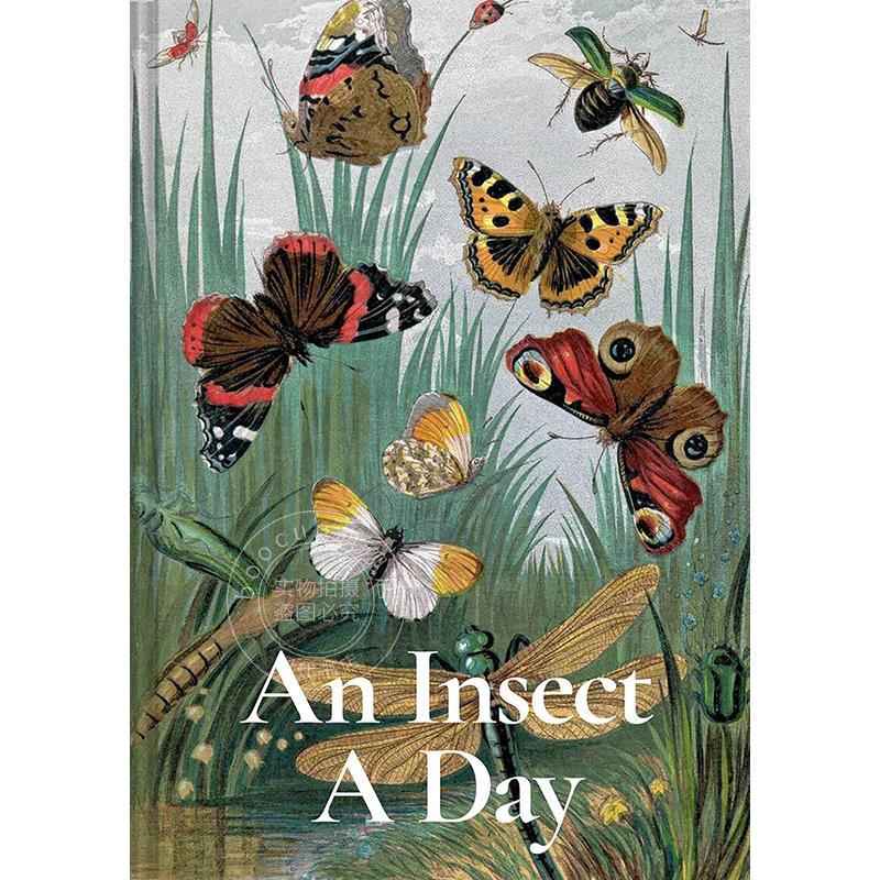 每日一虫 科普读物 Dominic Couzens 英文原版 Insect A Day