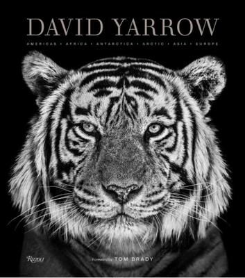 现货 大卫?亚罗野生动物摄影集英文原版David Yarrow Photography动物摄影师Rizzoli出版精装艺术影集