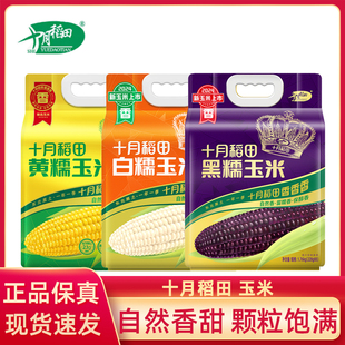 十月稻田黑玉米糯新鲜东北玉米棒8真空包装含花青素甘甜香玉米段