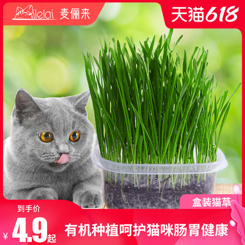天然猫草种子价格 天然猫草种子图片 星期三