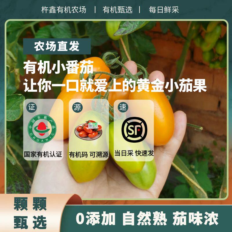 有机小番茄4盒圣女果零添加零激番茄