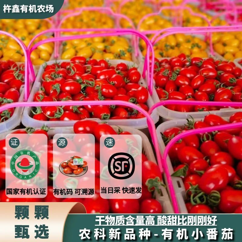 有机小番茄 红黄圣女果4盒零添加零激素孕妇水果新鲜采摘顺丰直发