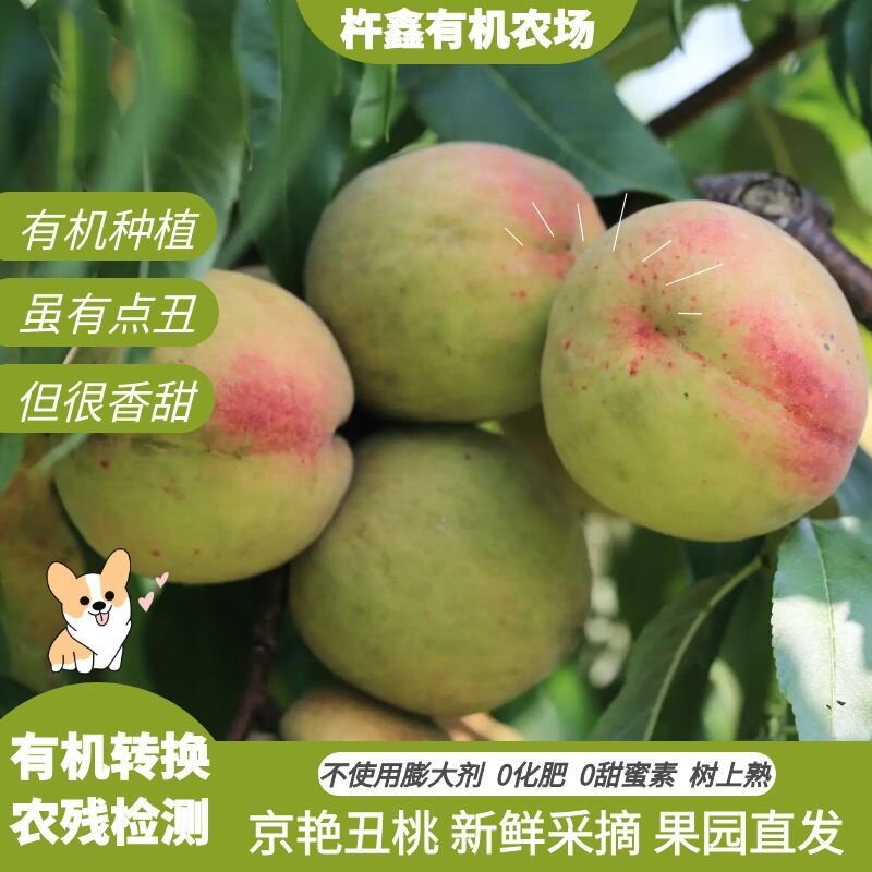 老品种丑桃子5斤0添加自然熟