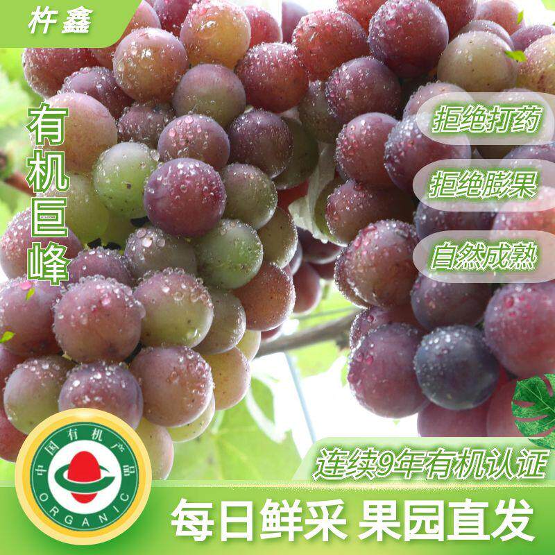 有机巨峰葡萄老品种儿时味无添加