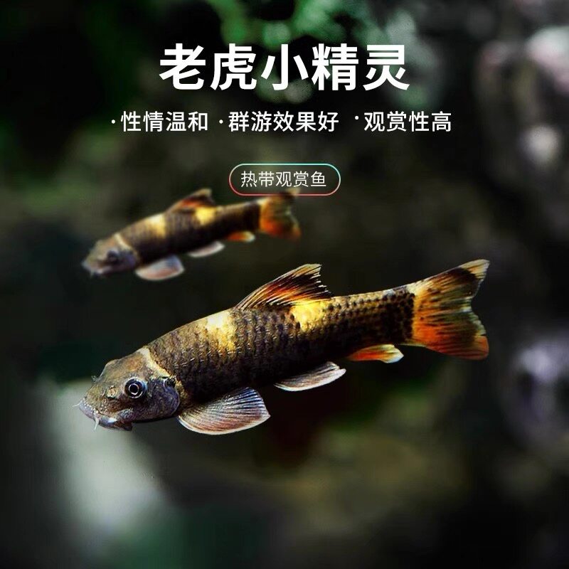 老虎小精灵鱼虎纹精灵鱼耐寒淡水进口原生除藻除青苔工具鱼活体鱼图片