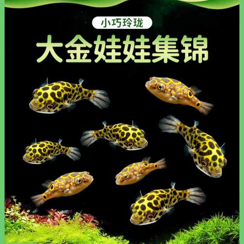 印尼河豚活体热带观赏鱼