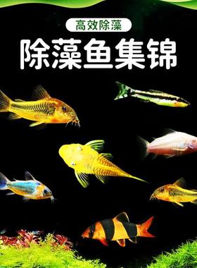 热带观赏鱼除藻鱼清道夫垃圾鱼底栖鱼鼠鱼工具鱼清洁工异形鱼