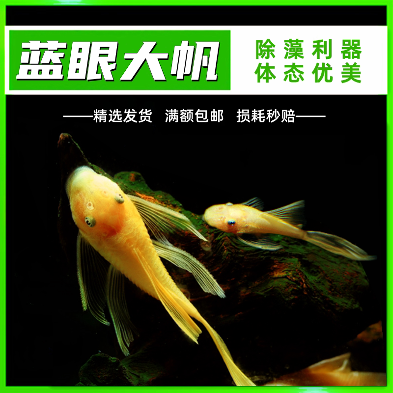 清缸热带观赏鱼黄金蓝眼大帆异形胡子草缸除藻除苔工具鱼水族活体