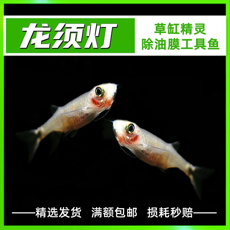 龙须灯鱼 热带鱼观赏鱼草缸小型灯科鱼工具鱼除油膜除藻鱼活体