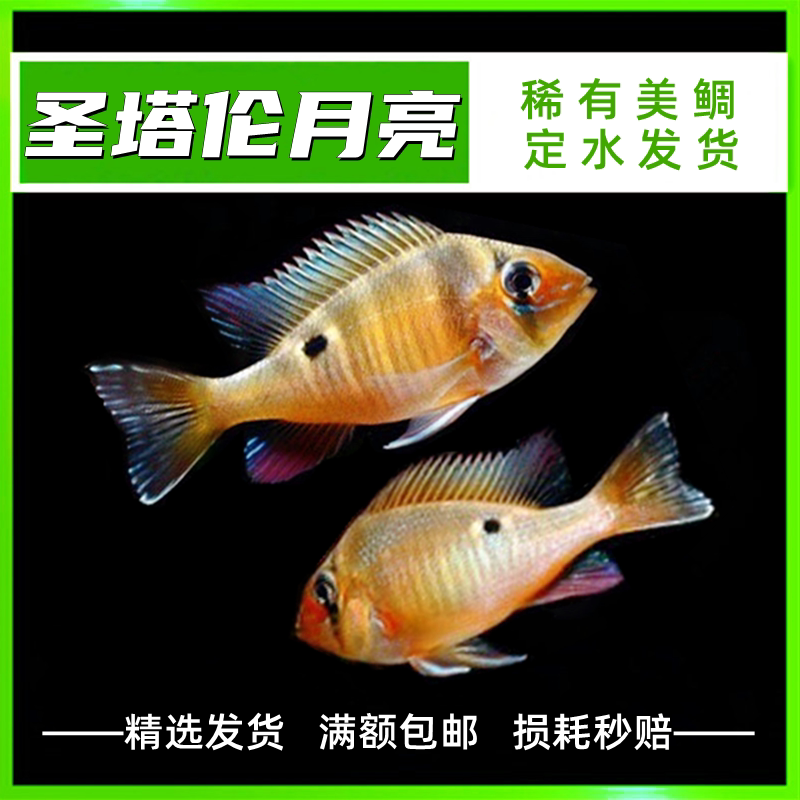 黄腹月亮宝圣塔伦月亮宝石f1温顺食土鲷热带鱼观赏鱼南美慈鲷淡水
