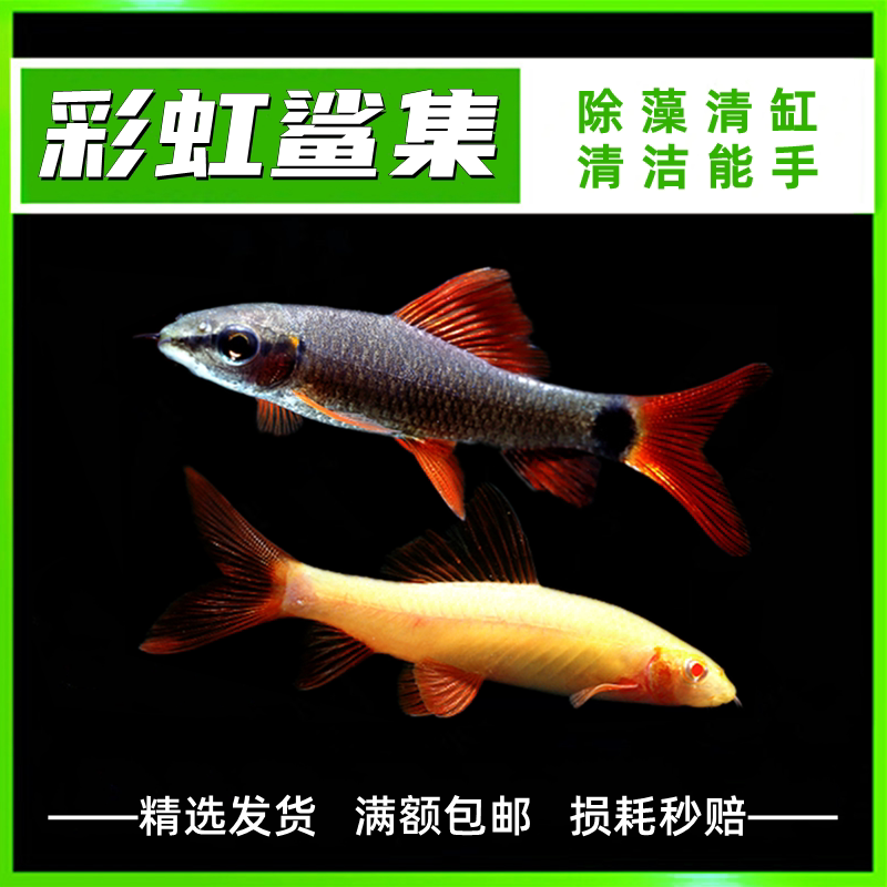 红尾黑鲨彩虹鲨粉红鲨除丝状藻类能手底栖热带观赏鱼活体工具鱼