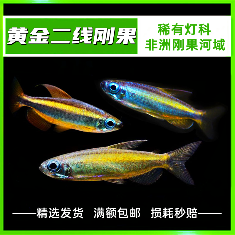 热带鱼观赏鱼南美小型观赏鱼黄金二线刚果美人鱼群游灯科活体