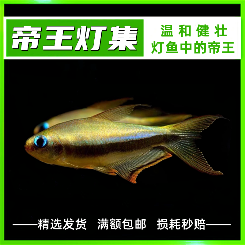黄金帝王灯黑帝王灯蓝国王彩虹帝王灯血翅兰帝王热带鱼淡水鱼灯科