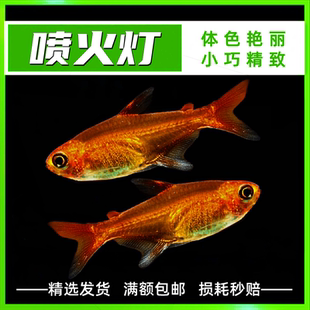 南美小型热带鱼宠物活体易养喷火灯鱼透明观赏鱼金色灯科鱼可混养