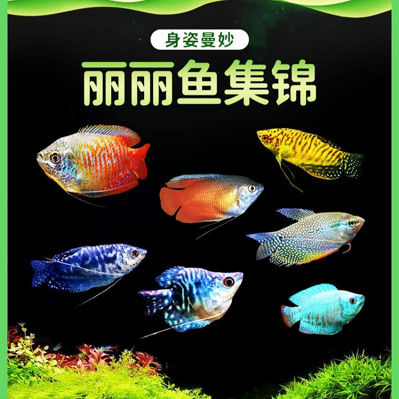 七彩丽丽蓝曼龙鱼无需打氧好养