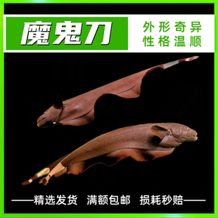 黑魔鬼刀 黑羽毛鱼 热带鱼 淡水鱼 宠物鱼 黑色招财鱼 电鳗活体