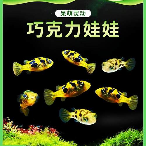 巧克力娃娃河豚草缸混养除螺高手