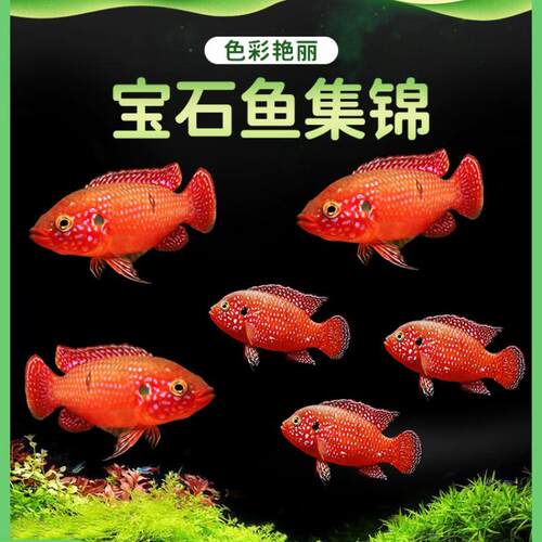 红宝石鱼热带观赏鱼三湖慈鲷活体