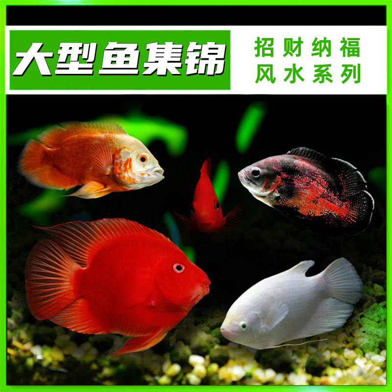大型热带观赏鱼活体鹦鹉鱼招财鱼招财猫银龙鱼蝴蝶龙鲤淡水鱼包活