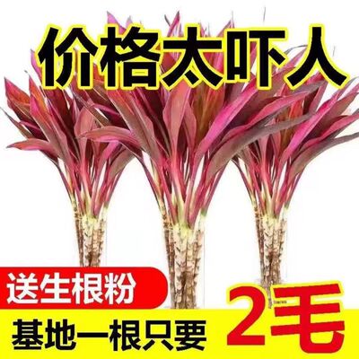 富贵竹鸿运紫竹水培绿植水养发财植物室内办公室朱蕉花卉转运盆栽