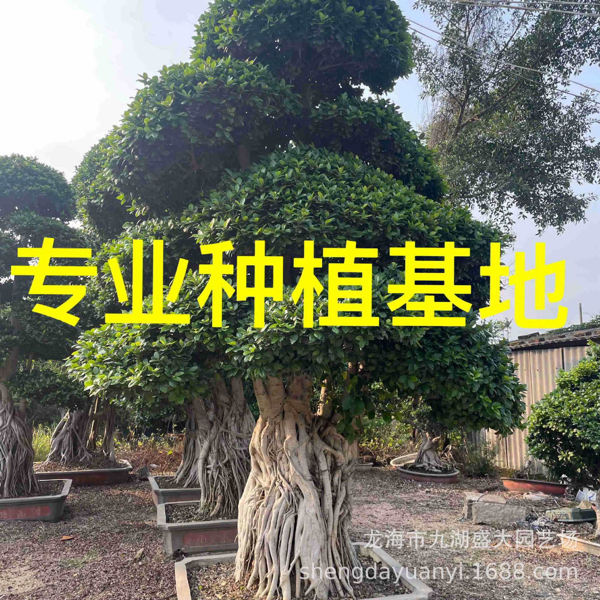 基地直供小叶榕桩头造型盆景