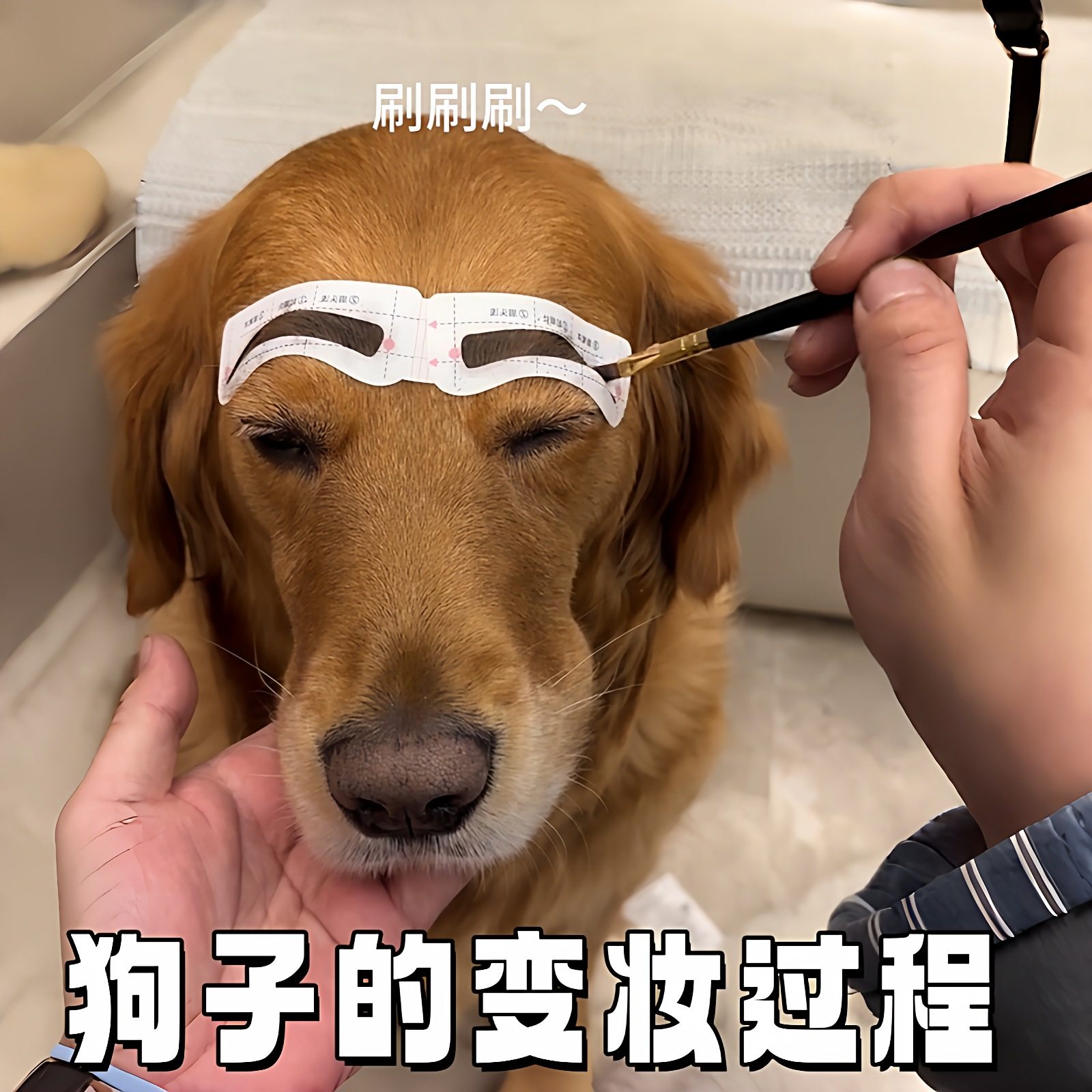 狗子眉毛连体眉贴化妆辅助工具