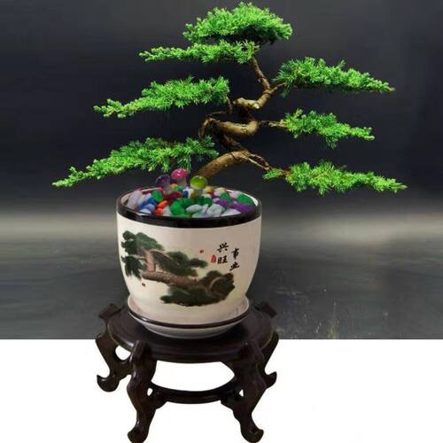 迎客松盆栽真树造型盆景室内室外松柏绿植花卉四季常青阳台景观树 - 封面