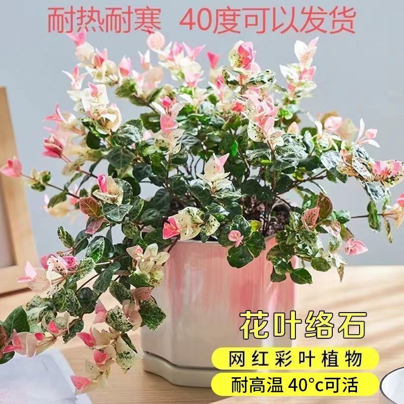 花叶络石彩叶精品苗吊兰阳台爬藤植物耐热耐寒花卉室内盆栽花叶