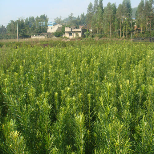 罗汉松苗木多少钱 罗汉松苗木价格 小麦优选
