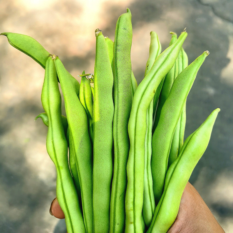 攀枝花新鲜四季豆10斤孕妇吃的蔬菜青豆农家自种扁长无筋豆角芸豆
