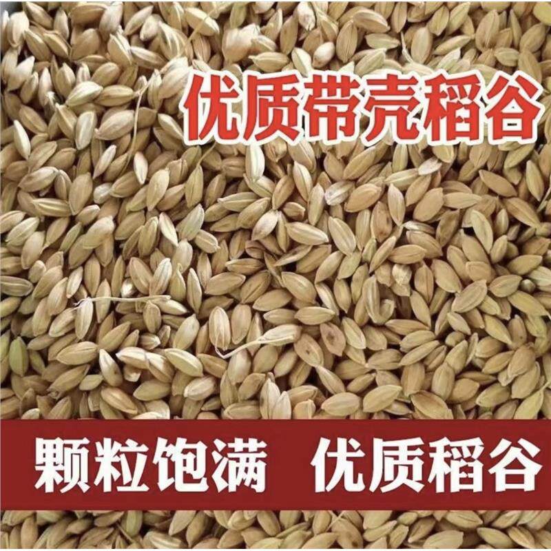 稻谷喂鸡饲料东北圆粒稻谷喂鸡便宜稻谷水稻稻子带壳大米鸡饲料