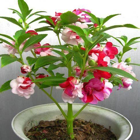 重瓣凤仙花种籽指甲花室内阳台儿童种植盆栽庭院易活四季花卉种子
