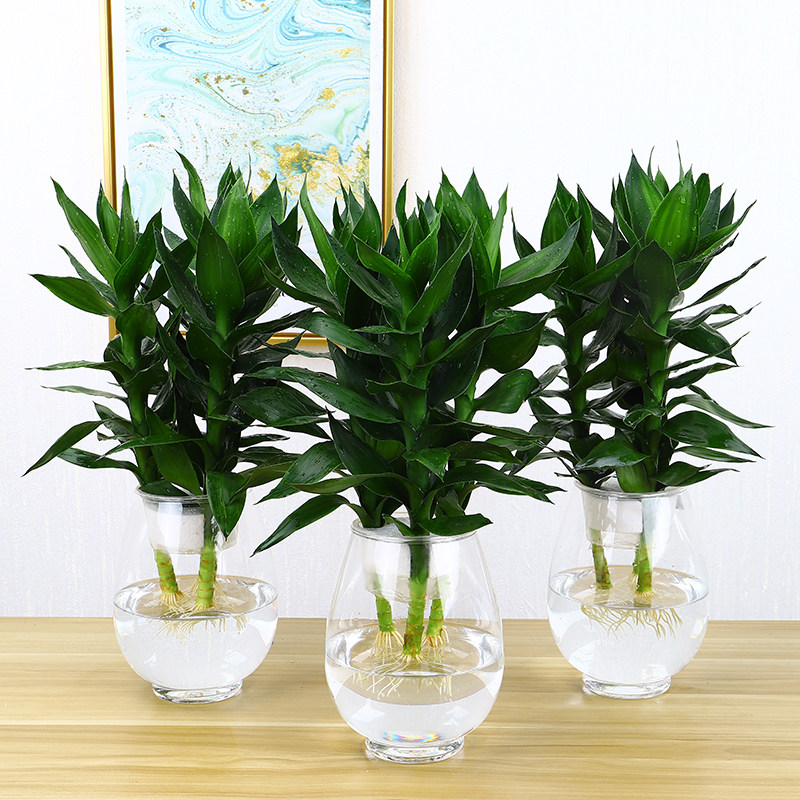 富贵竹水培植物带根发货办公室内盆栽客厅花卉好养绿植水养观音竹