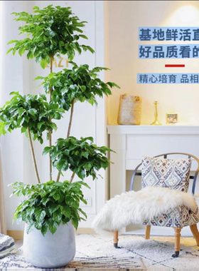 五层幸福树绿宝客厅大盆栽净化空气新家吸异味平安树四季常青植物