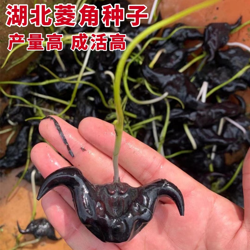 洪湖菱角种子特产大青水生植物