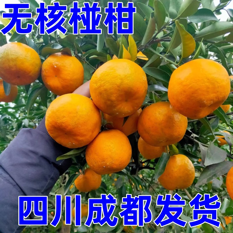 四川嫁接椪柑橘树苗椪柑苗无核橘子树苗晚熟芦柑树苗当年结果庭院