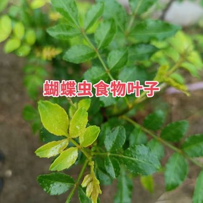 蝴蝶幼虫柑橘凤蝶食物叶子花椒叶