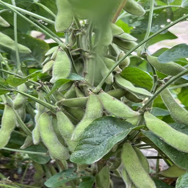 安徽无为毛豆新鲜毛豆