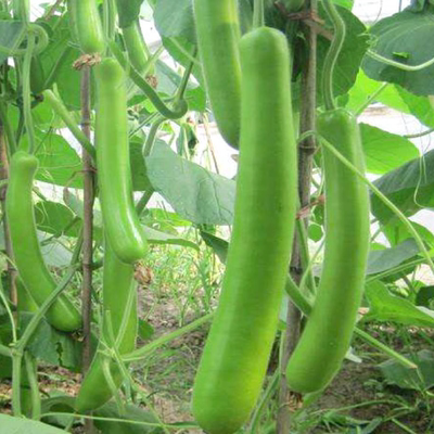 新鲜农家无为特产蔬菜户子