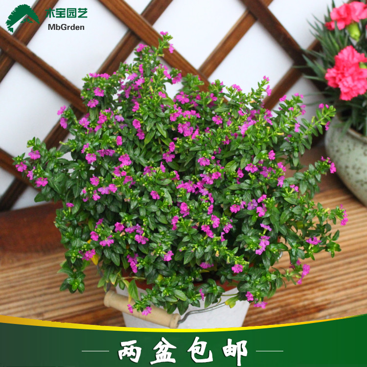 满天星盆栽孔雀花 室外阳台花园花卉四季开花细叶萼距花紫雪茄花