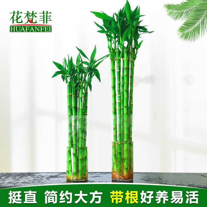带根直竹富贵竹龙竹观音竹客厅书房书桌学生小绿植水养植物花卉