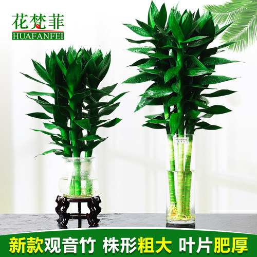 大叶观音竹带根好养枝繁叶茂