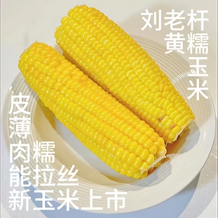 刘老杆黄糯玉米软糯香甜拉丝苞米真空包装即食低脂早餐代餐箱装