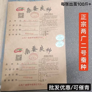 新蚕种 两广二号纸张蚕种  蚕卵 蚕子 白蚕 蚕宝宝 蚕种批发